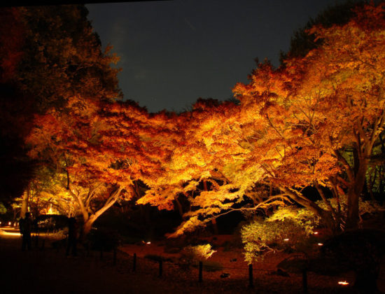 Tokugawa Garden Illuminations